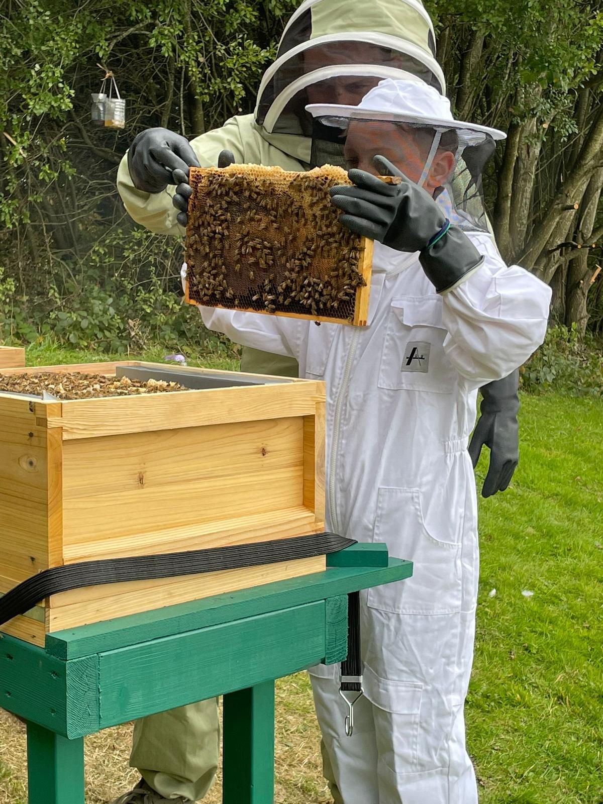 Hive inspection