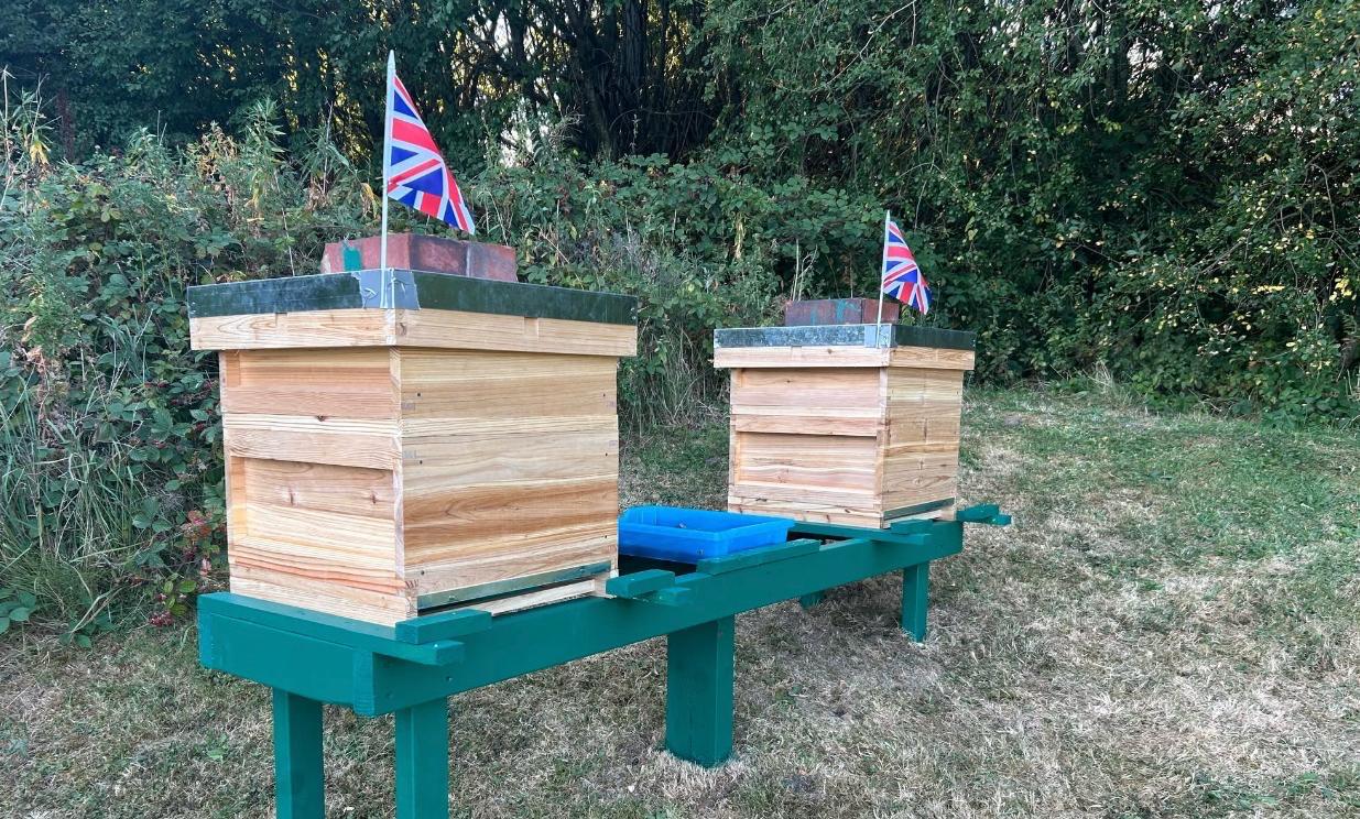 Hive landscape at the apiary